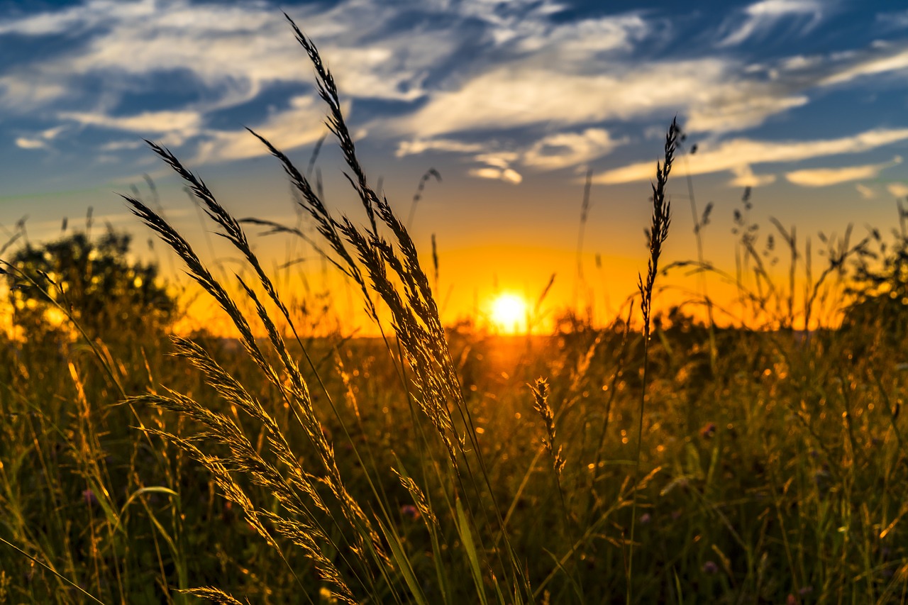 Glyphosate, bien-être animal : 5 sujets du Salon de l'Agriculture 2018
