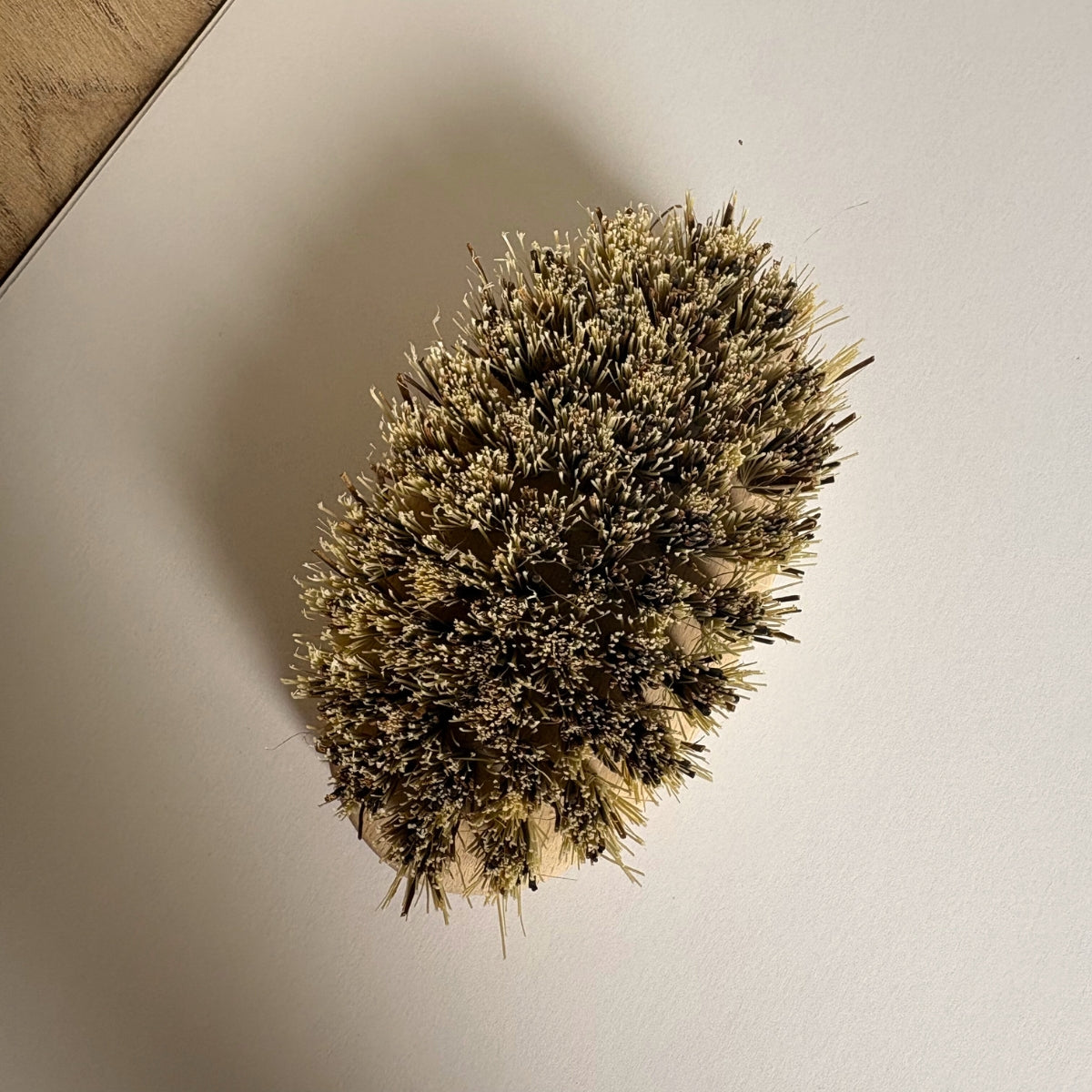 Brosse pour coquillage