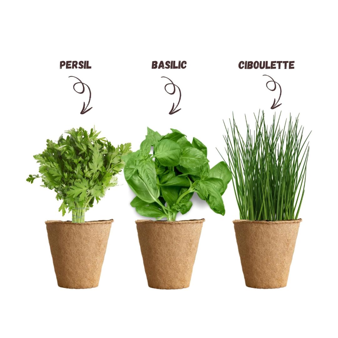 Kit de Culture Terrabox 3 Plantes Aromatiques NOPALIA – Coffret Prêt à Pousser