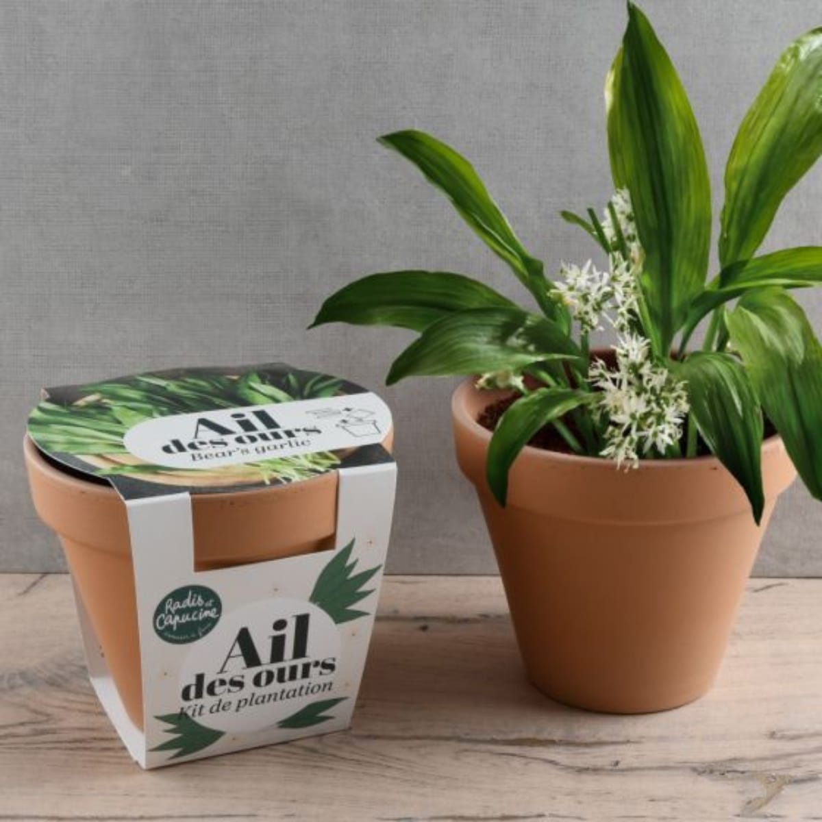 Kit de plantation - Ail Des Ours