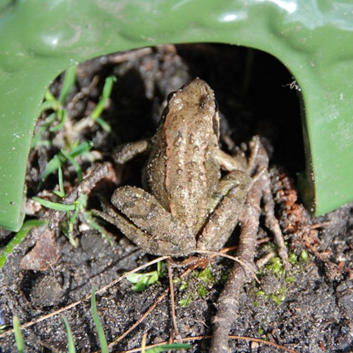 Abris pour crapaud