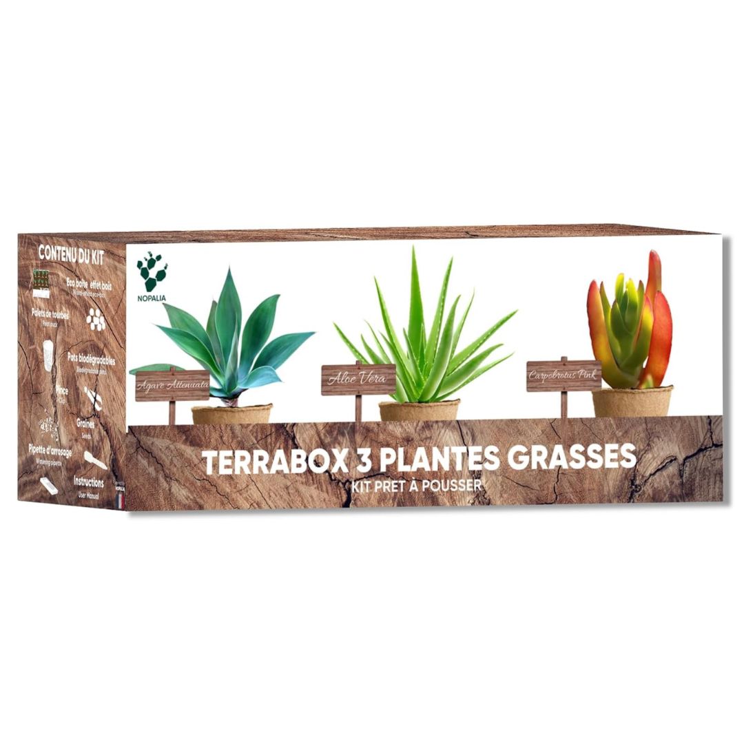Kit de culture terrabox 3 plantes grasses - NOPALIA