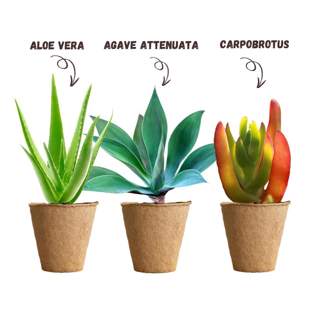 Kit de culture terrabox 3 plantes grasses - NOPALIA