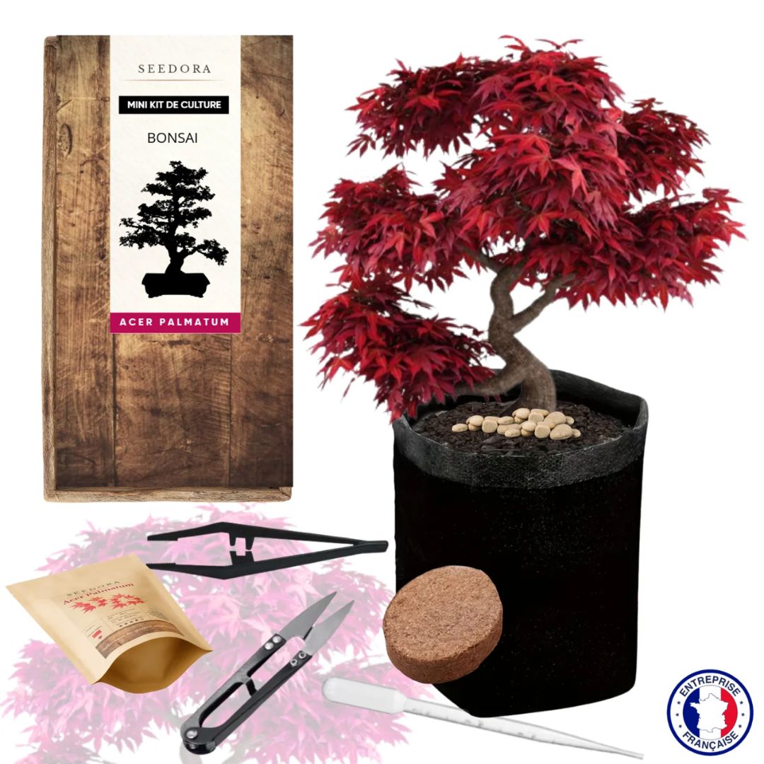 Mini Kit Bonsaï Érable du Japon - NOPALIA