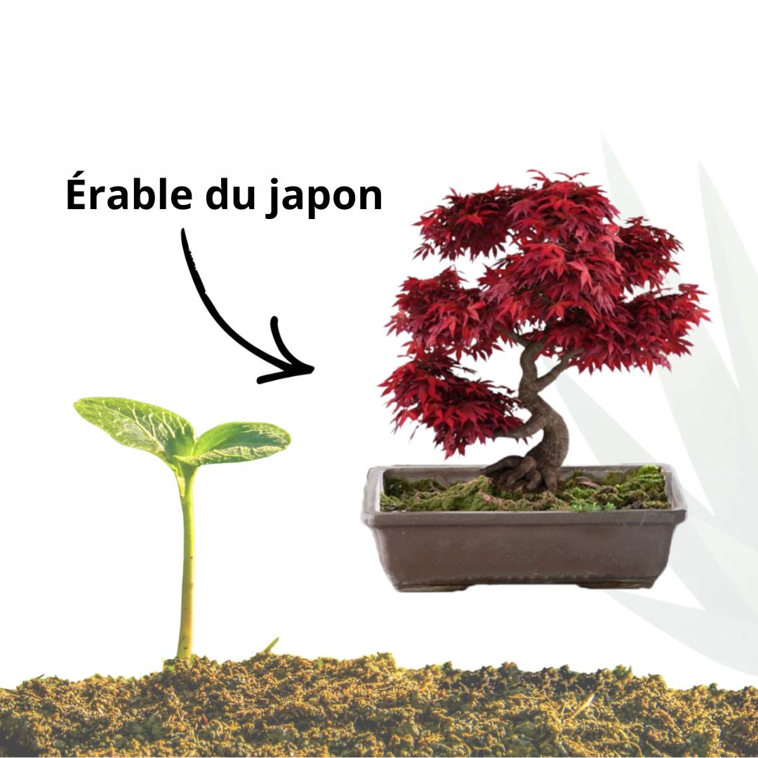 Mini Kit Bonsaï Érable du Japon - NOPALIA