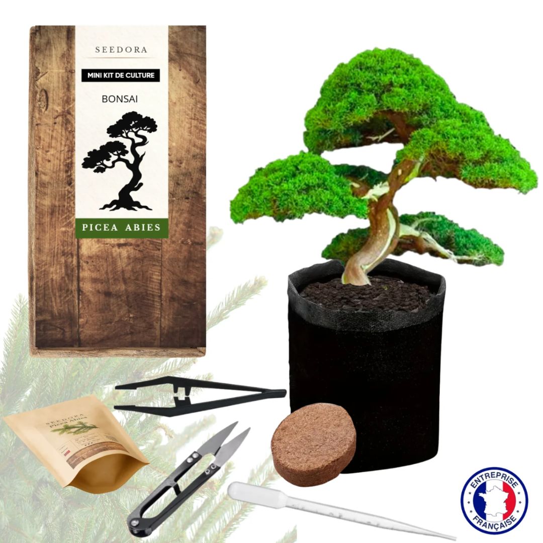 Mini Kit Bonsaï épicéa - NOPALIA