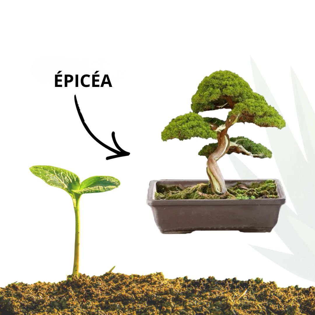 Mini Kit Bonsaï épicéa - NOPALIA