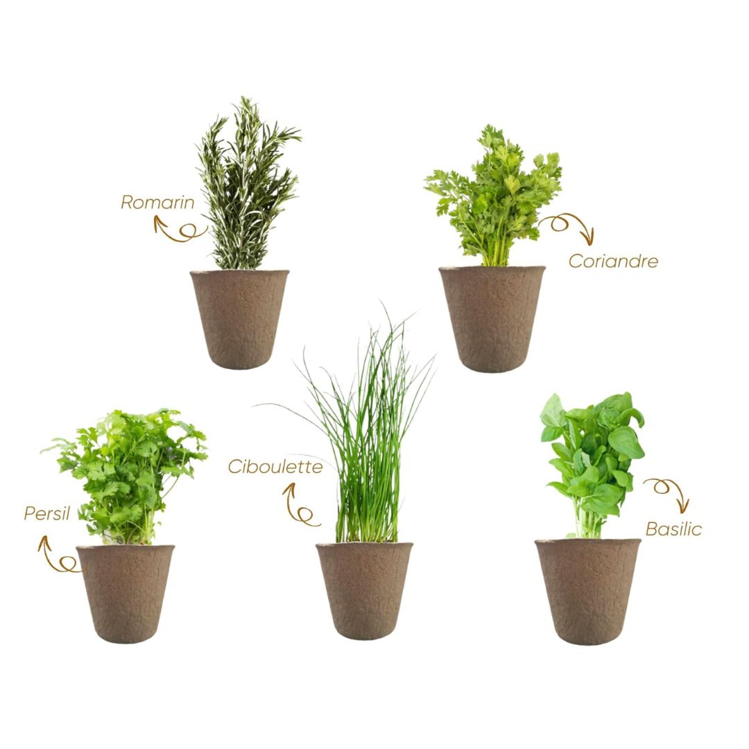 Kit complet à planter  5 herbes aromatiques - NOPALIA