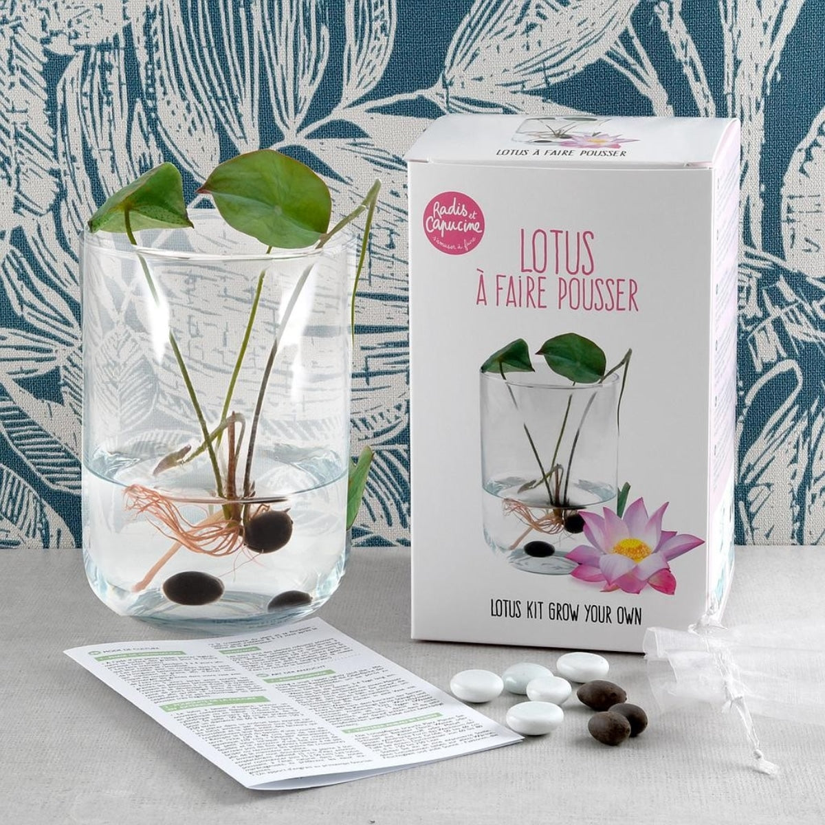 Kit : Lotus à faire pousser