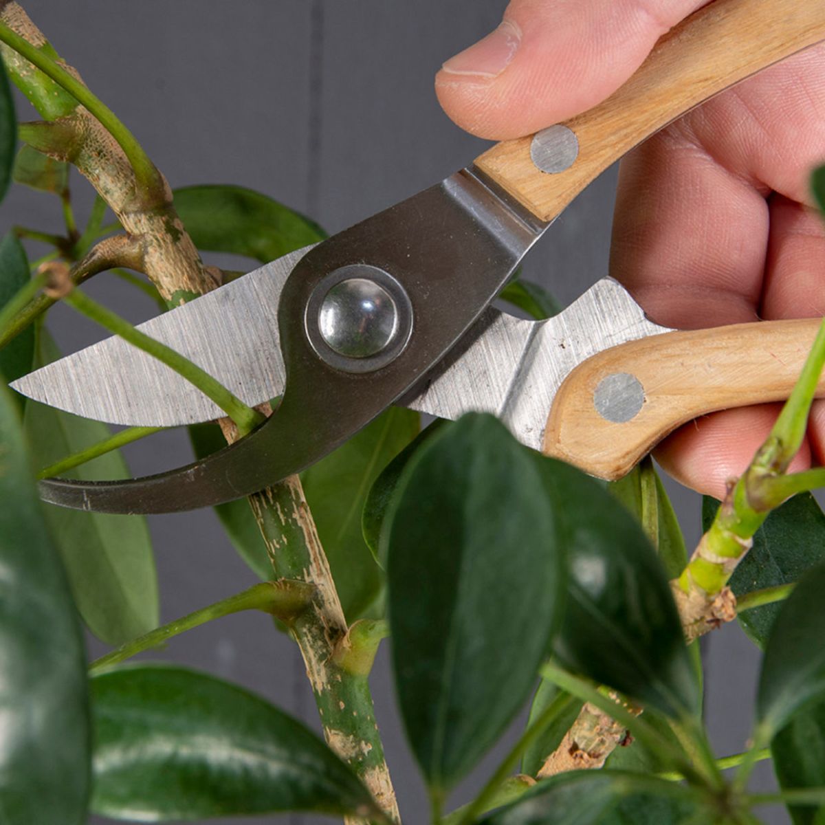 Coffret outils d'élagage pour jardin