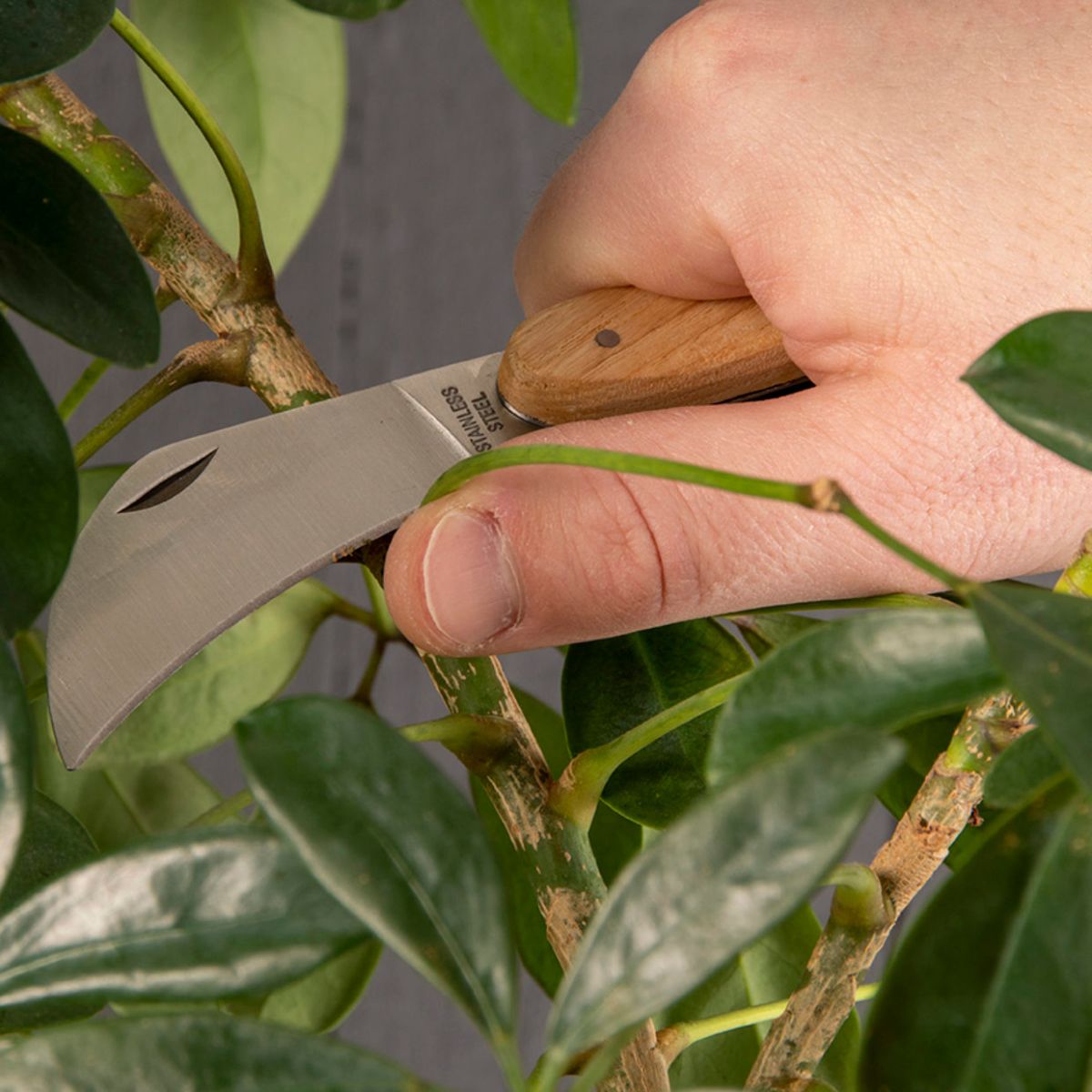 Coffret outils d'élagage pour jardin