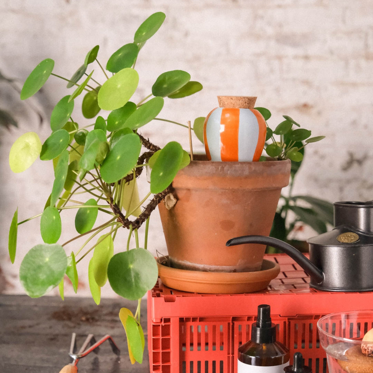Olla pour arroser ses plantes de manière autonome – Rayé orange et bleu - Pepin