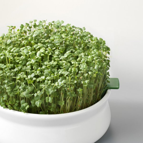 Graines à germer- ROQUETTE BIO