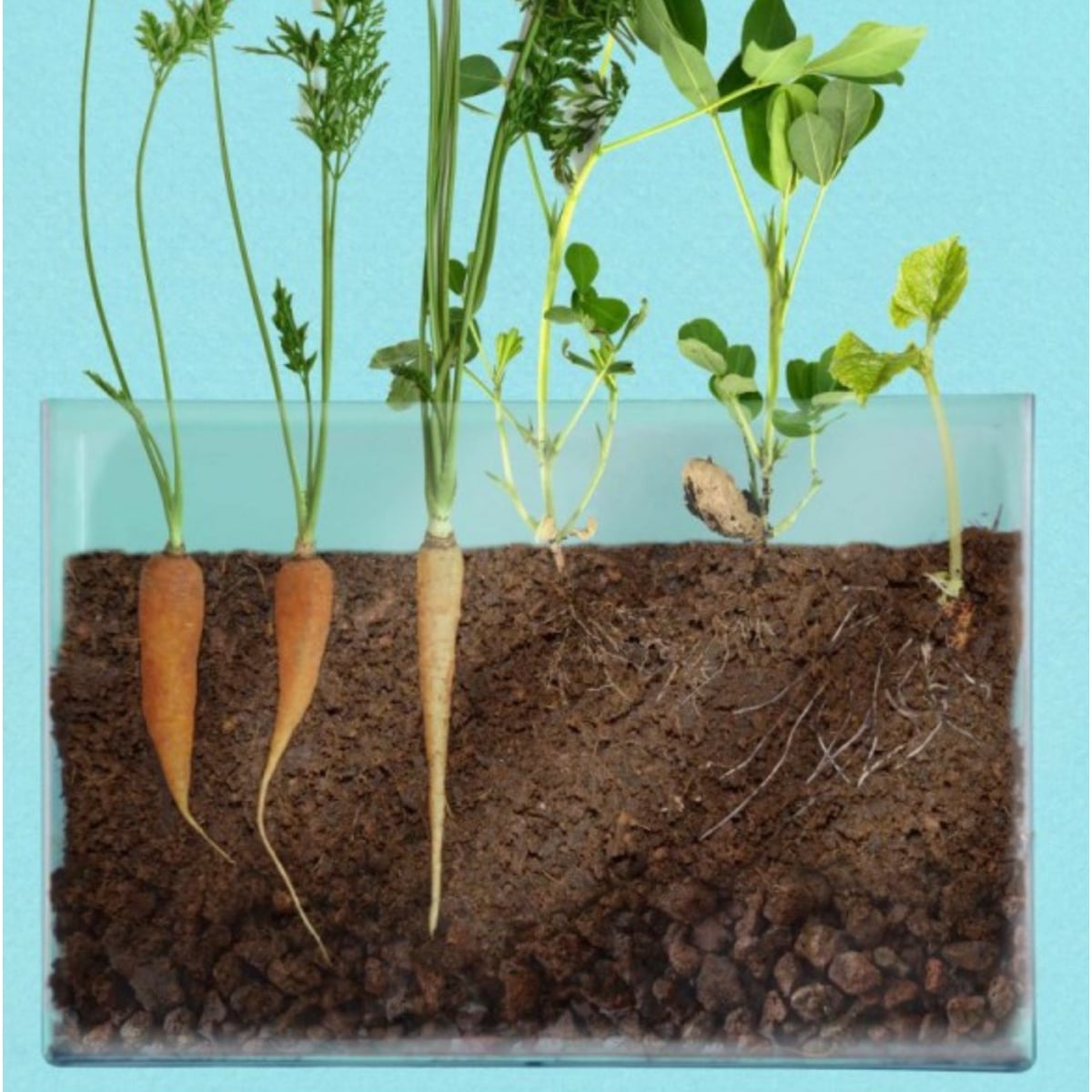 Coffret : Vivarium Observation des racines