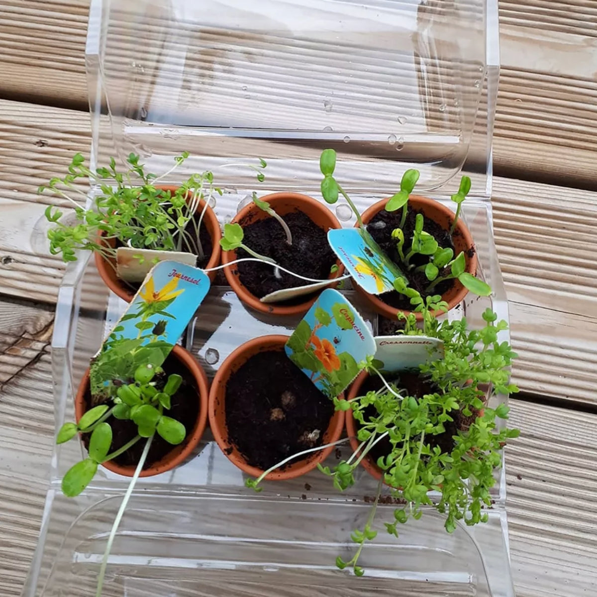 Mon premier potager bio - Coffret serre
