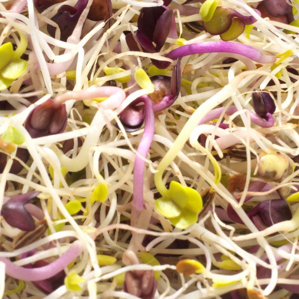 Graines à germer- ALFALFA / RADIS / FENOUIL BIO