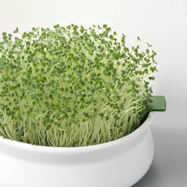 Graines à germer- CHIA BIO