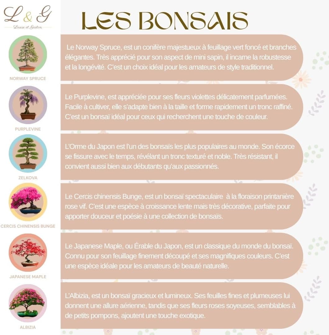 Kit Complet de 6 Bonsaï – Graines & Accessoires