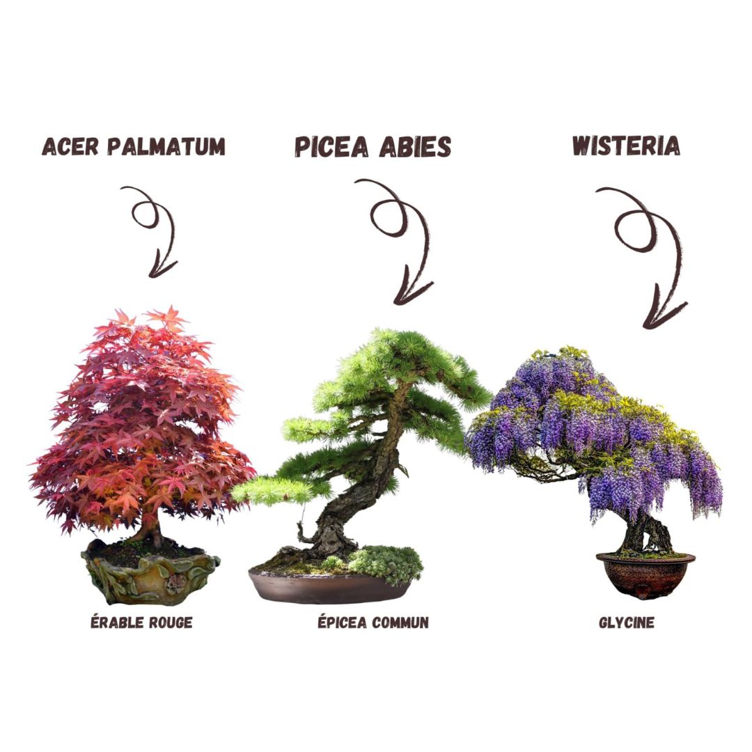 Kit de Culture Terrabox 3 Fleurs Comestibles NOPALIA – Coffret Prêt à Pousser