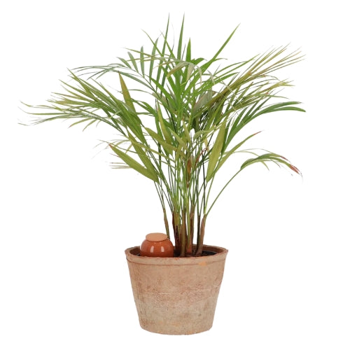 Olla pour arroser ses plantes d'intérieur