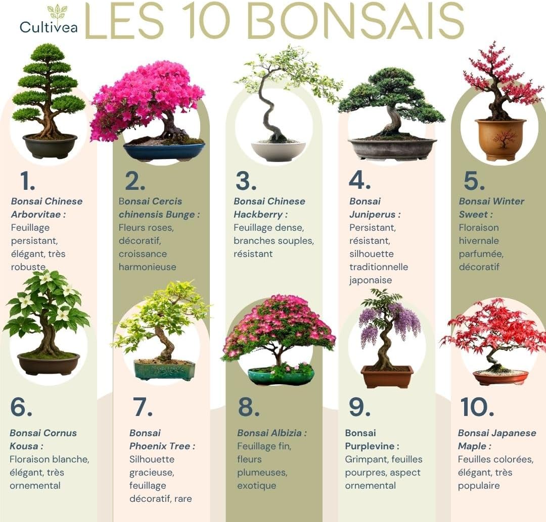 Kit Complet de 10 Bonsaï – Graines & Accessoires