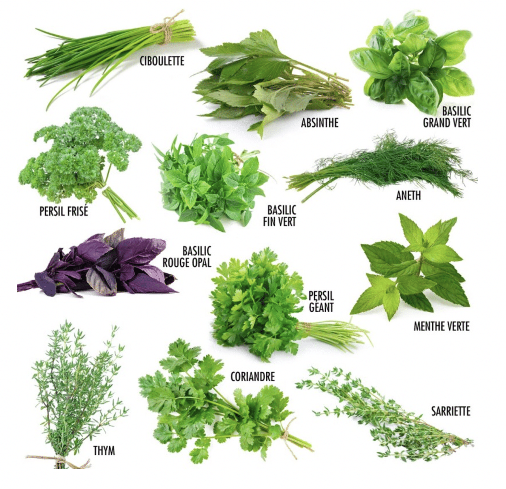 Coffret : Je fais pousser mes 12 herbes aromatiques