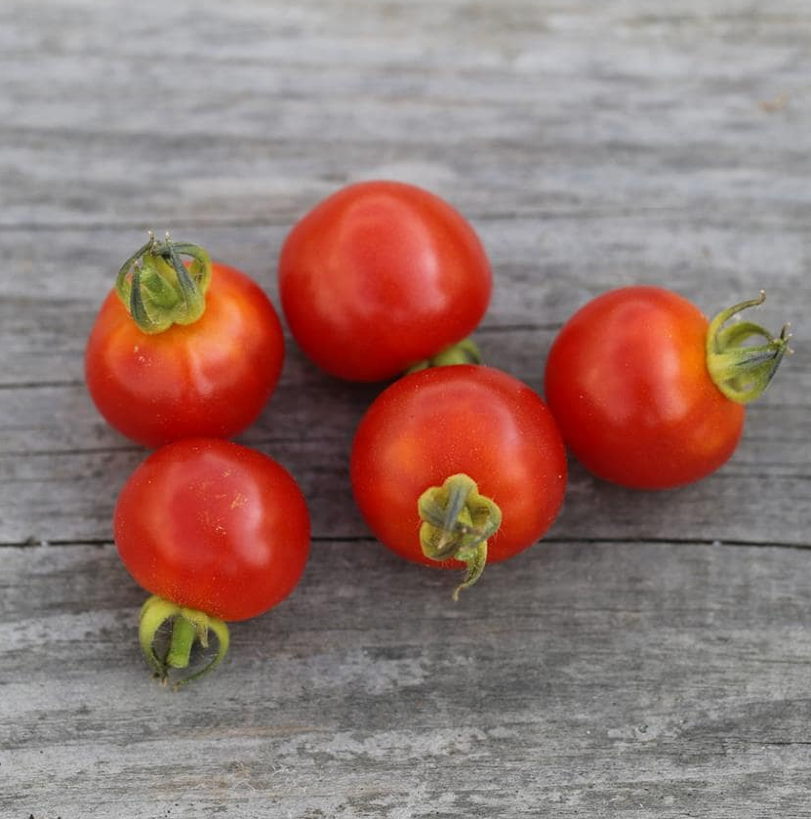 Créer mon potager maison : Kit semis tomates