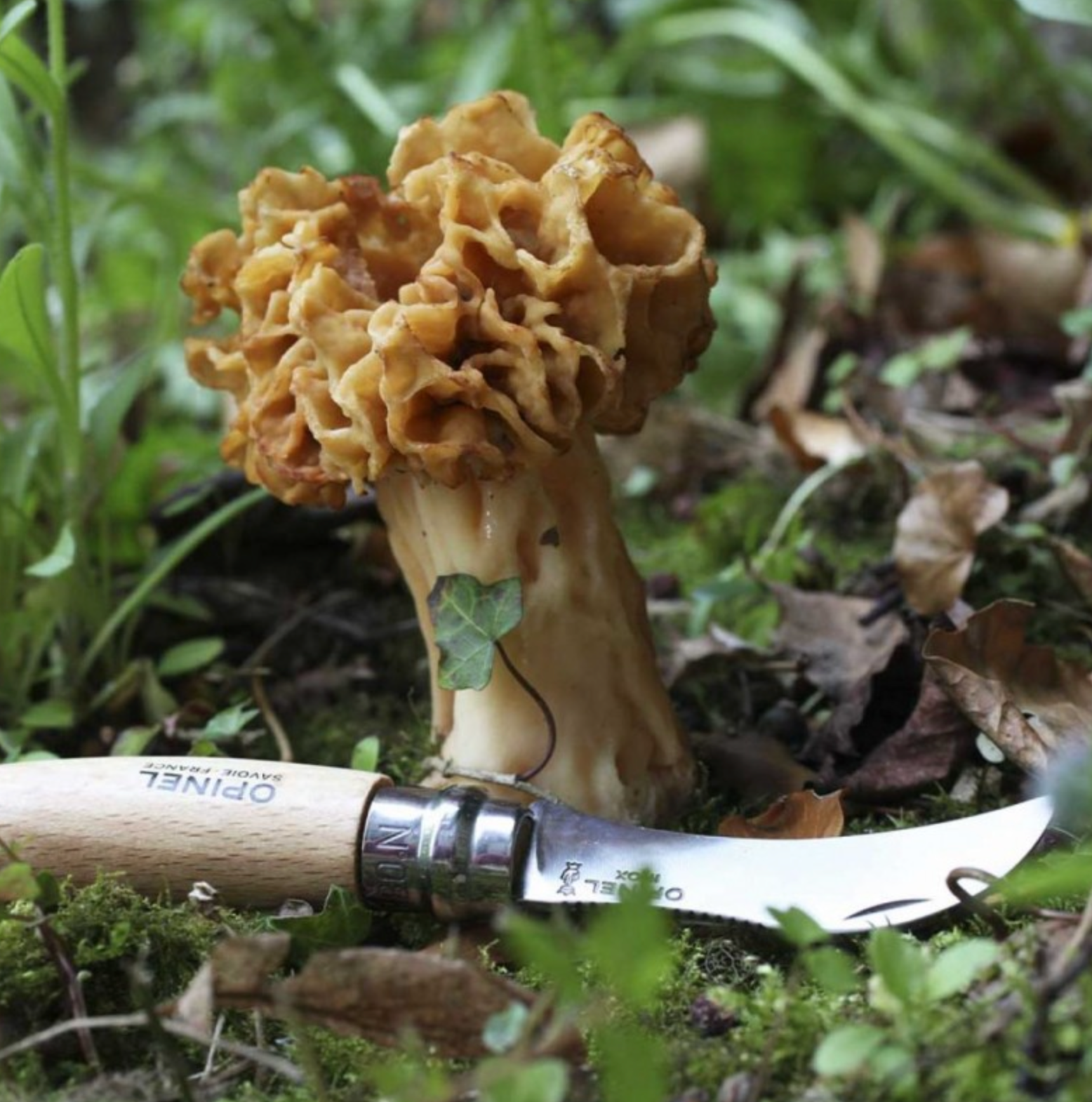 Couteau à champignon n°8