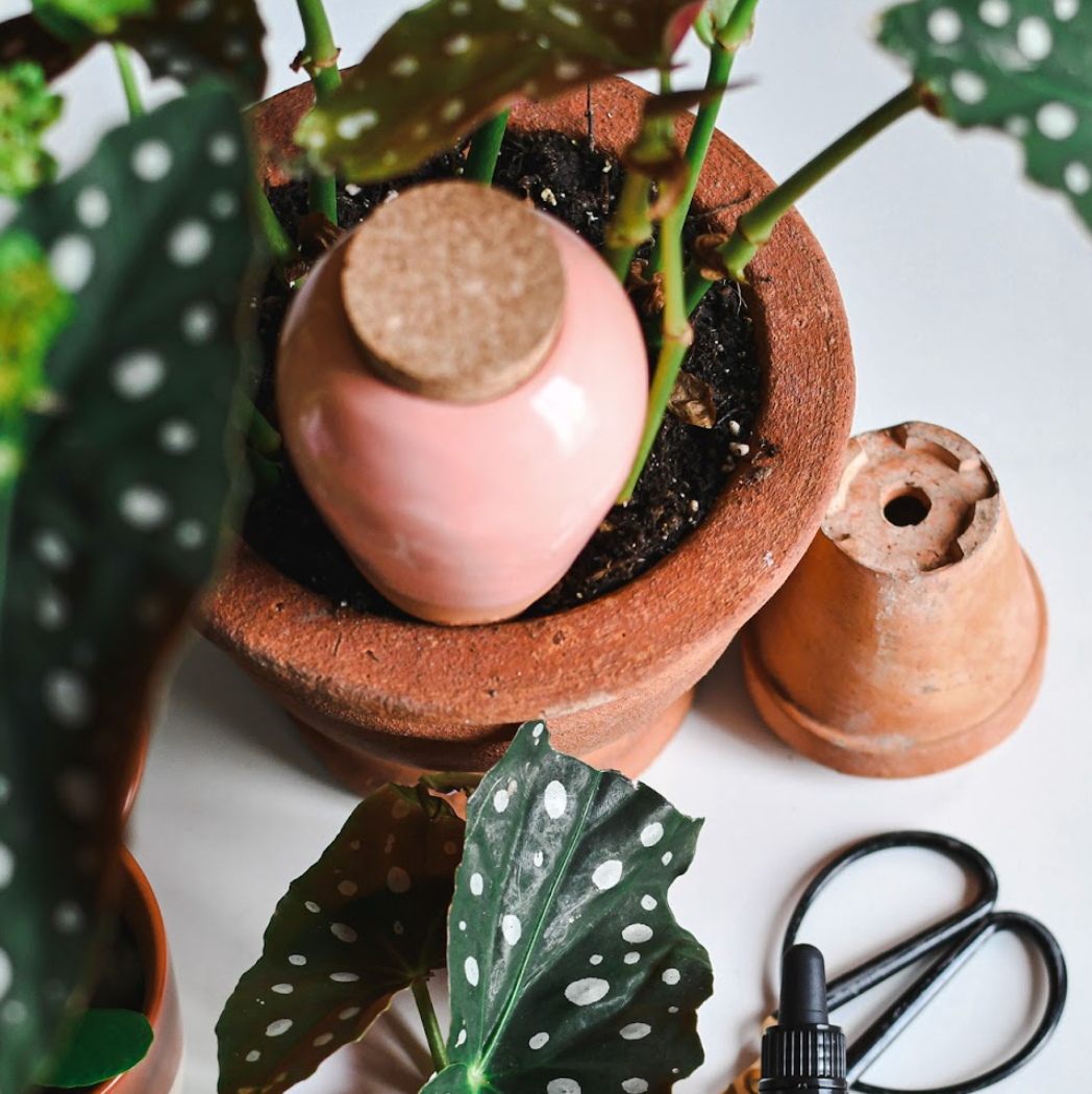 Olla pour arroser ses plantes de manière autonome – Rose corail - Pepin