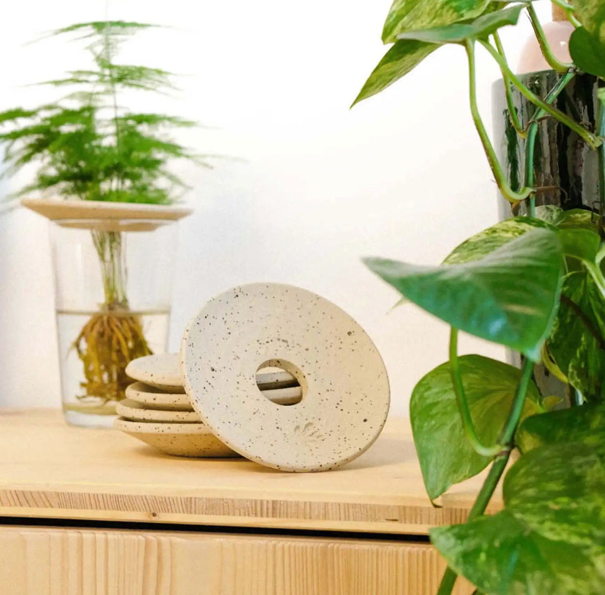 Coupelle d'hydroculture et germination - Pepin