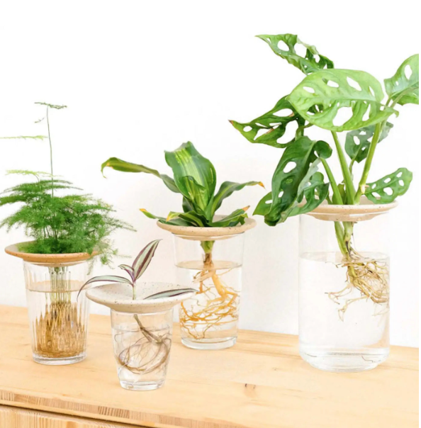 Coupelle d'hydroculture et germination - Pepin