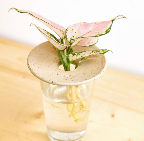 Coupelle d'hydroculture et germination - Pepin