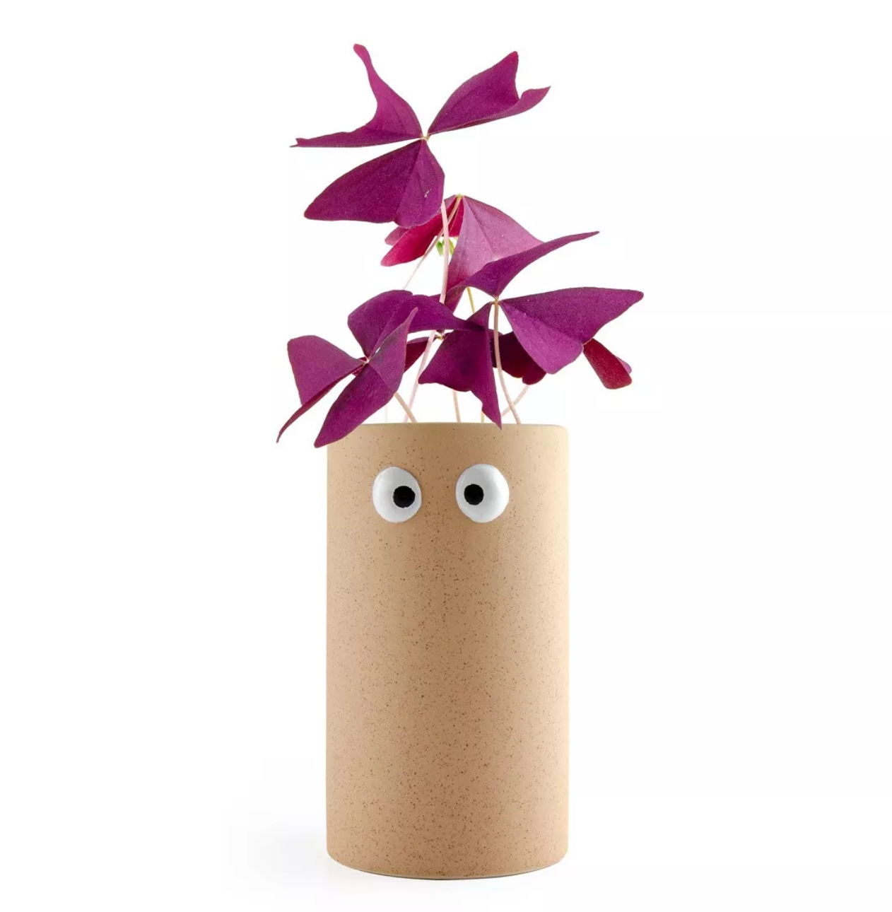 Girl power - Oxalis pourpre à faire pousser