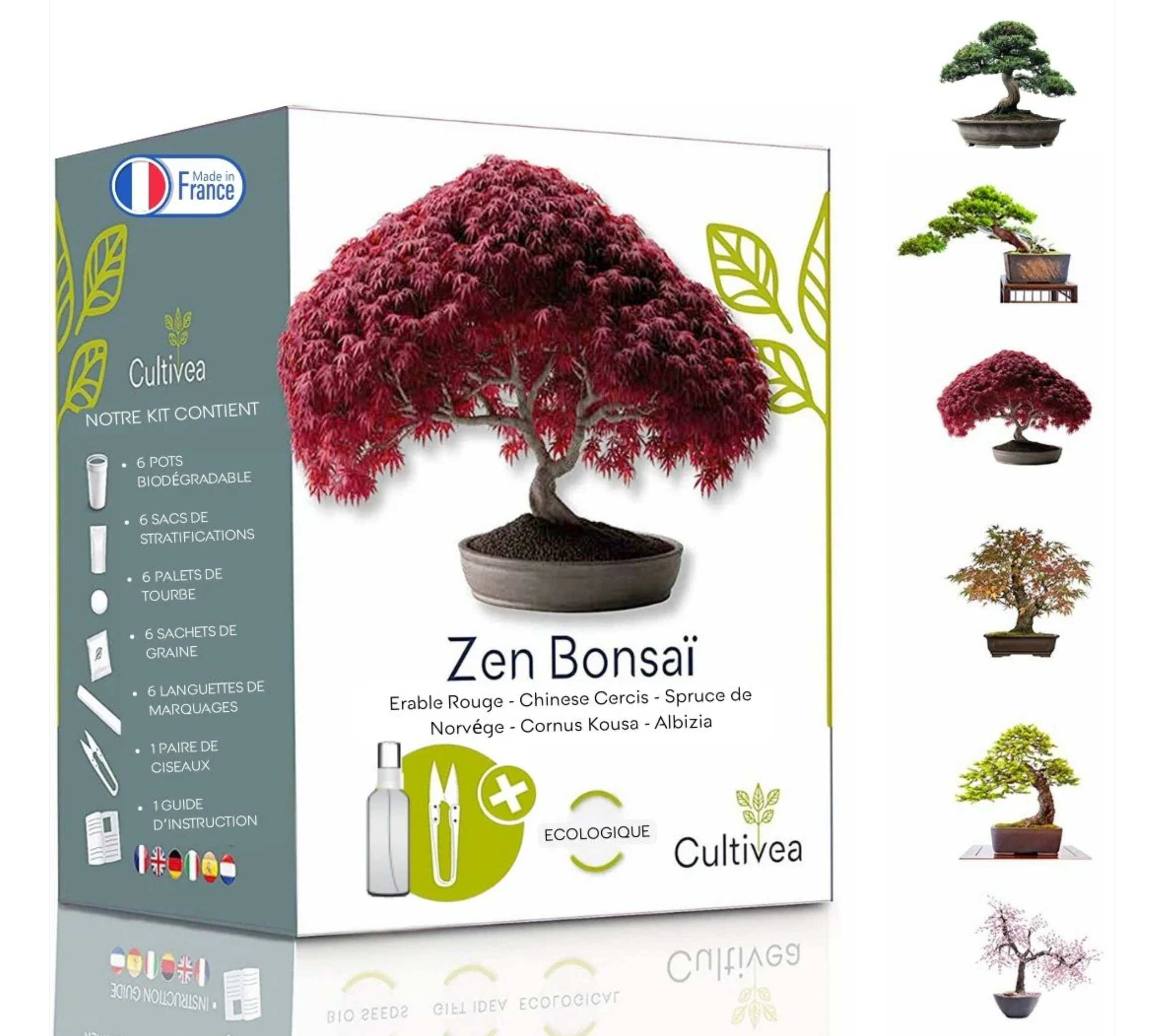 Mini Kit 6 Bonsaï à faire pousser