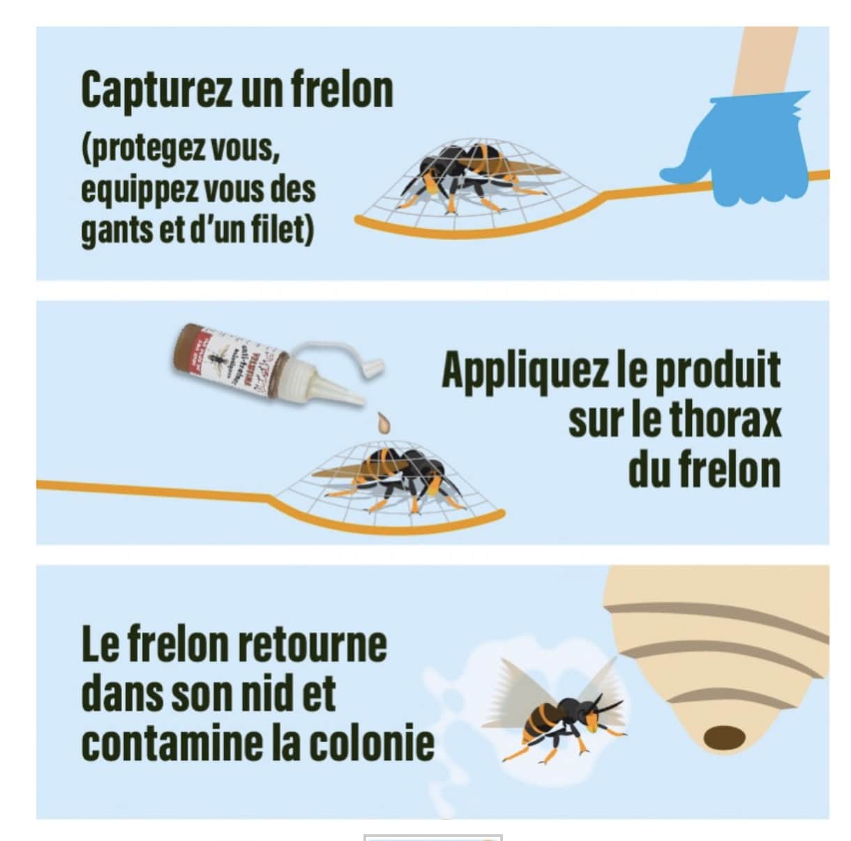 Insecticide puissant frelon asiatique - VELUTINA