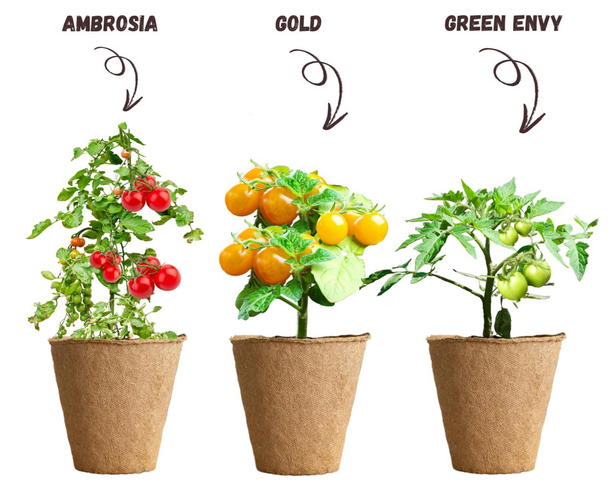 Kit de culture Terrabox 3 tomates cerises – NOPALIA