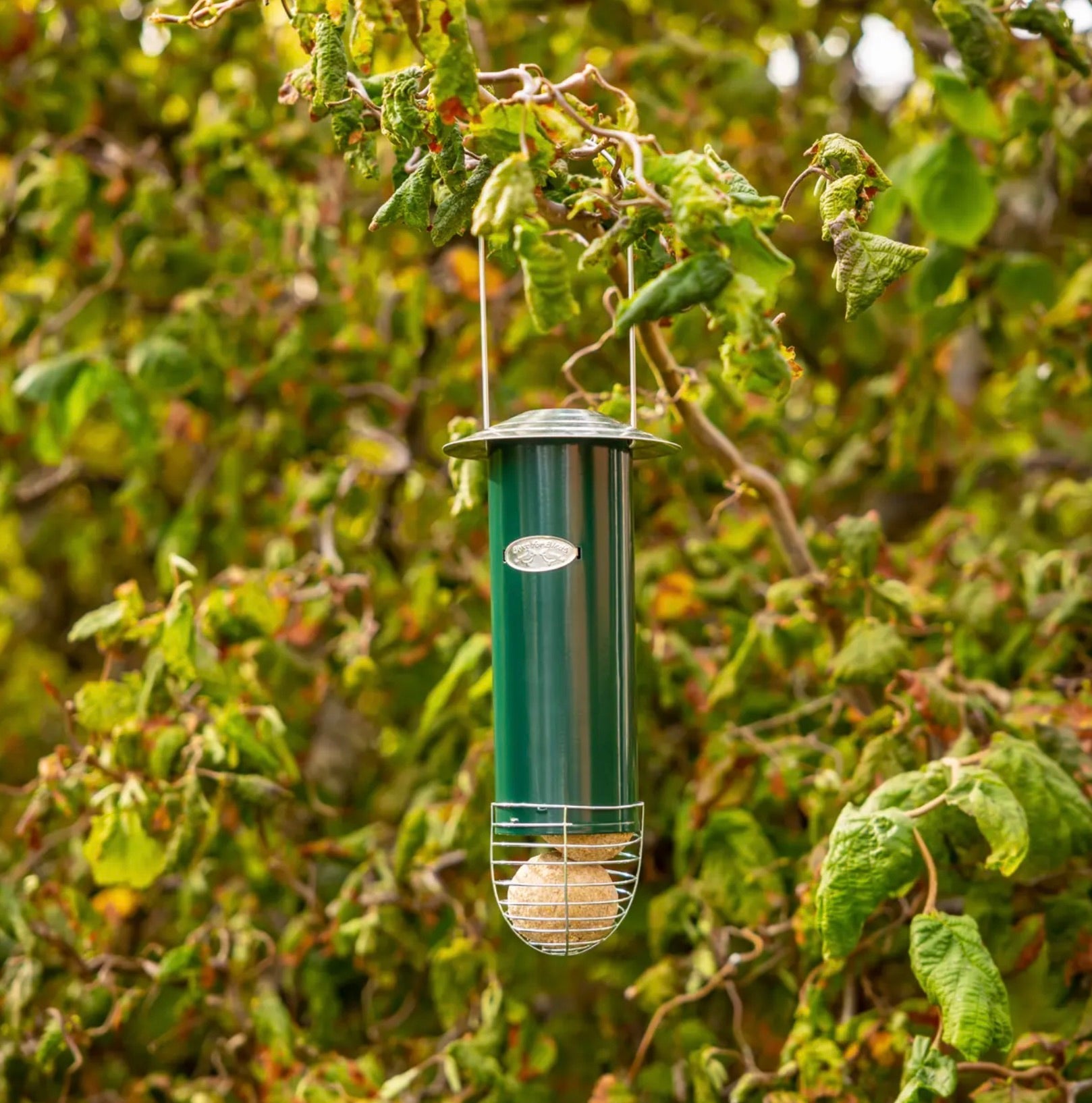 Distributeur de boules de graisse – Mangeoire oiseaux extérieure