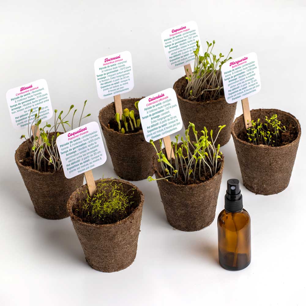 Kit de culture de 6 fleurs Flower Power