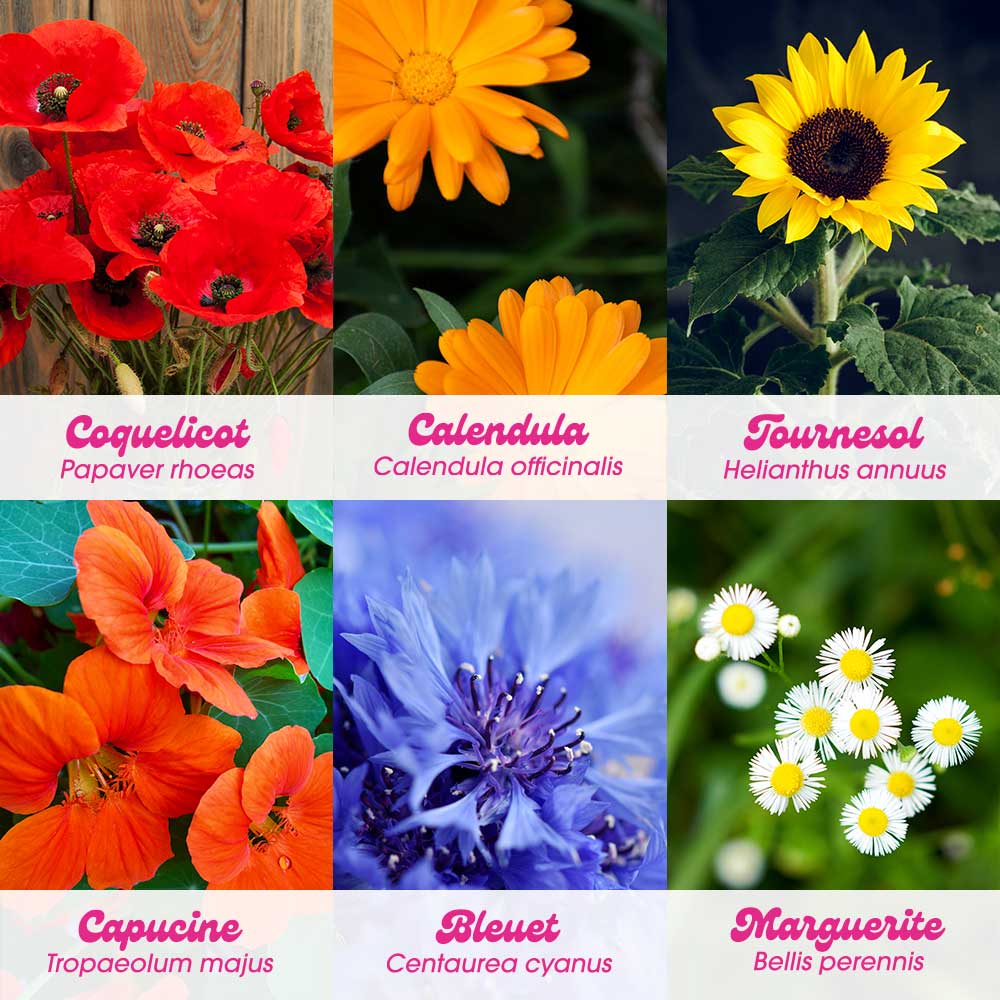 Kit de culture de 6 fleurs Flower Power
