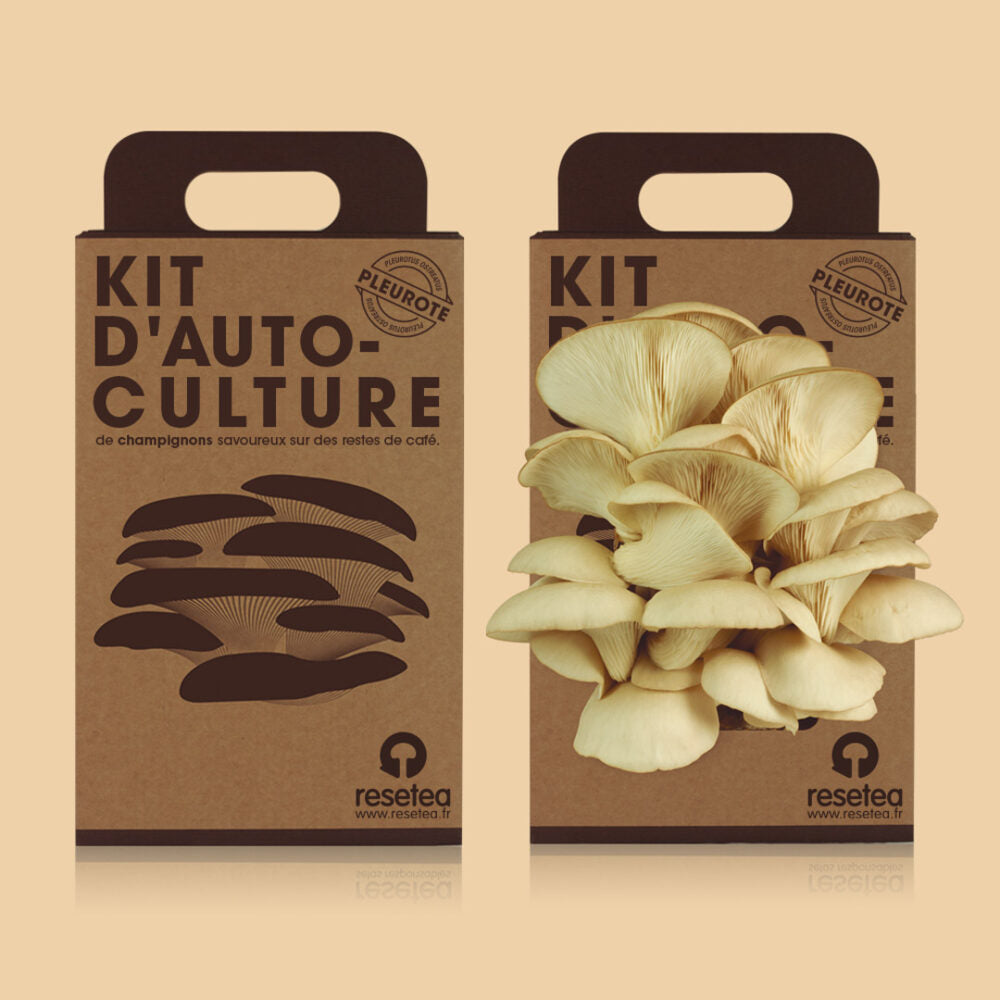 Kit d'Auto-Culture de Champignons Pleurotes