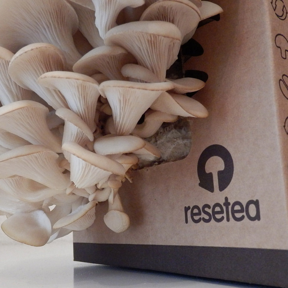 Kit d'Auto-Culture de Champignons Pleurotes