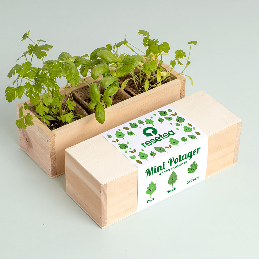 Kit de Culture Mini Potager d'Herbes Aromatiques – 3 Variétés