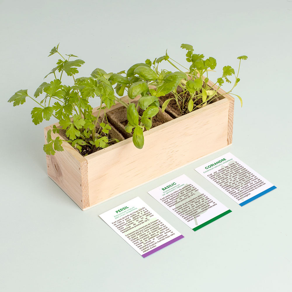 Kit de Culture Mini Potager d'Herbes Aromatiques – 3 Variétés