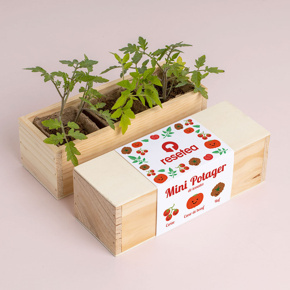 Kit de Culture Mini Potager de Tomates – 3 Variétés