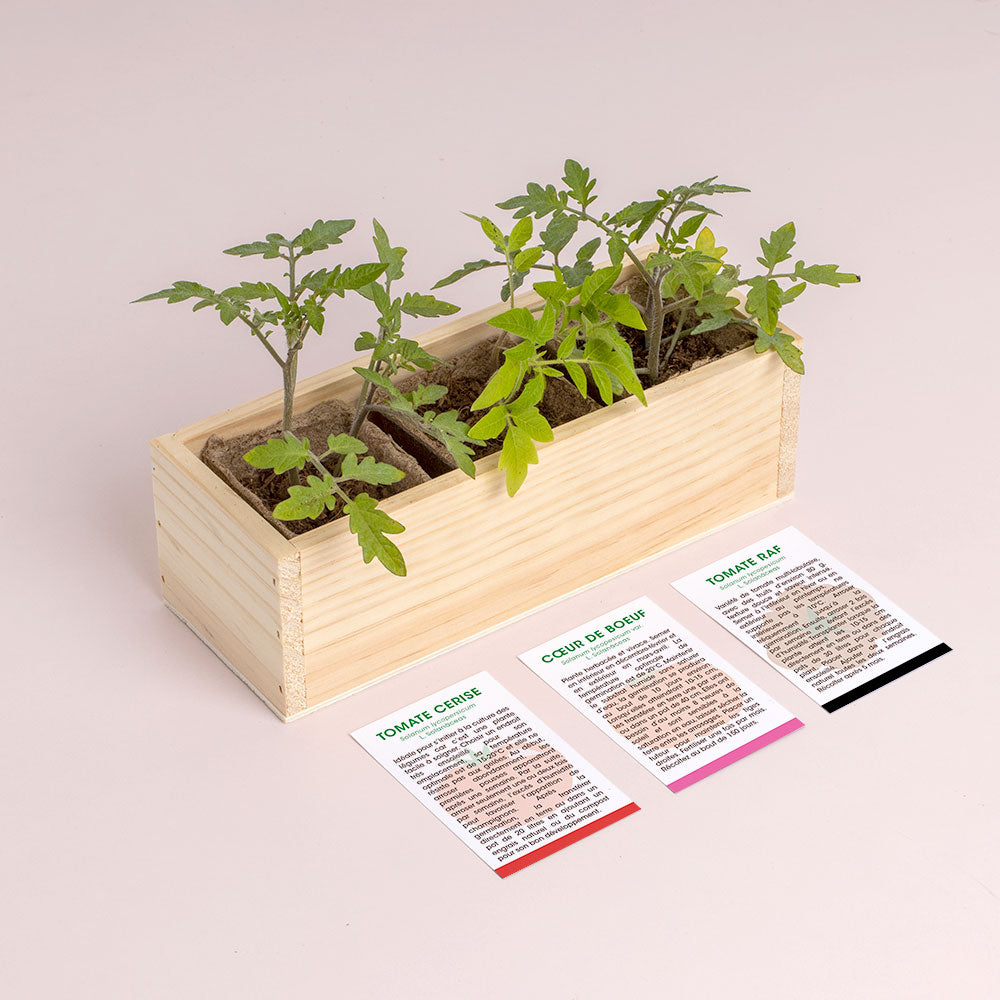 Kit de Culture Mini Potager de Tomates – 3 Variétés