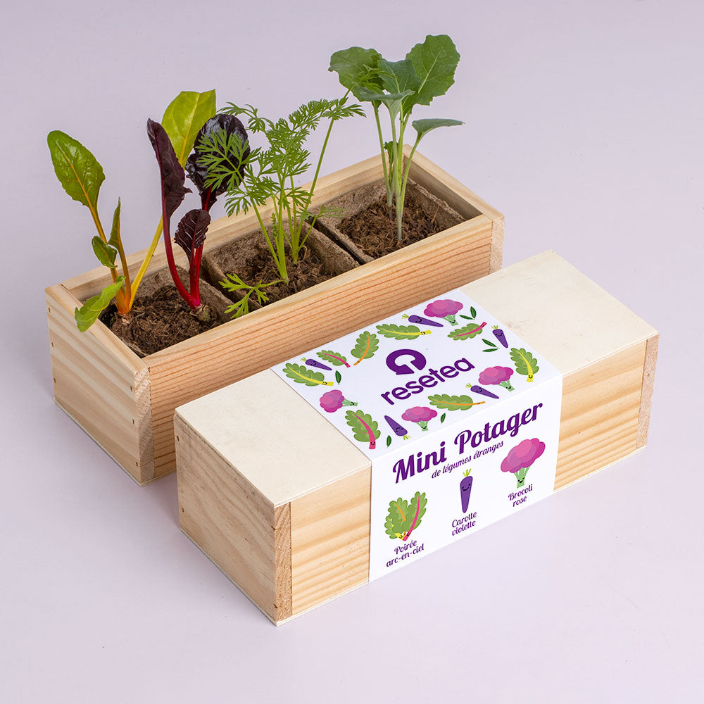 Kit de Culture Mini Potager de Légumes Étranges