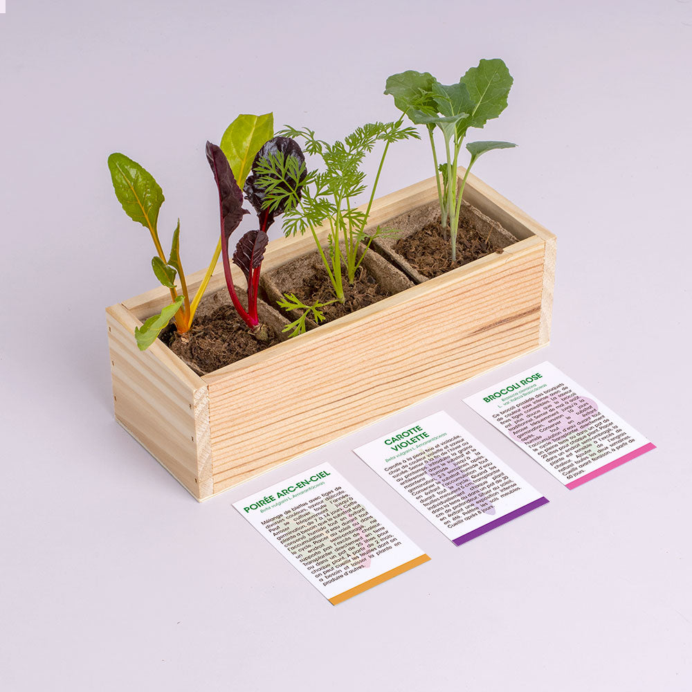 Kit de Culture Mini Potager de Légumes Étranges