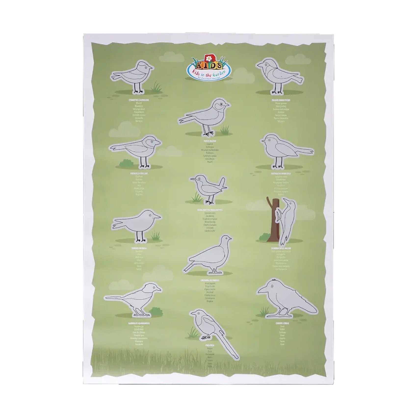 Poster à gratter oiseaux – Affiche éducative nature pour enfants