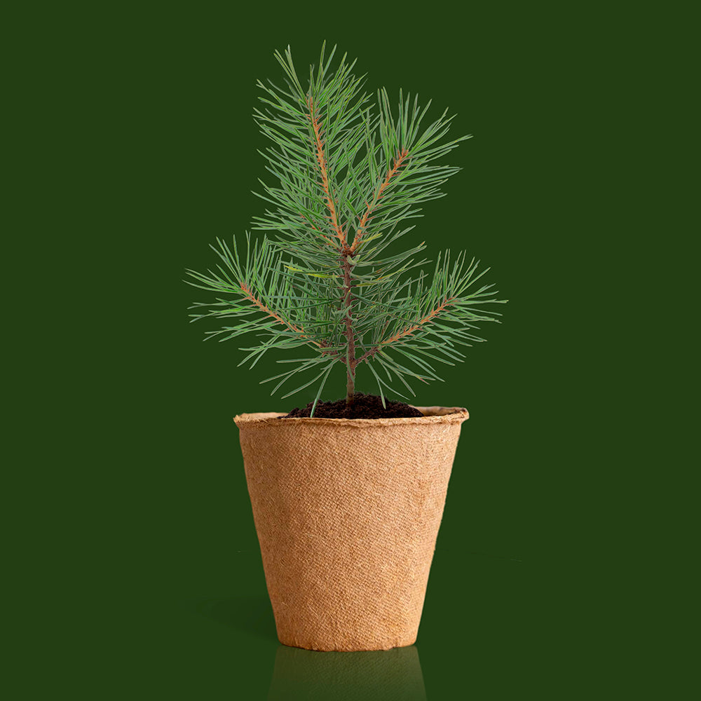 Kit de culture Arbre de Noël