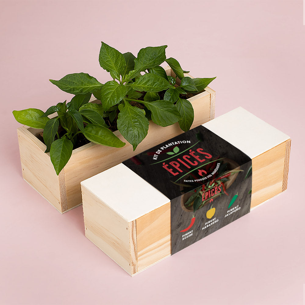 Kit de culture de piments – Habanero, Jalapeño et Piment – Resetea